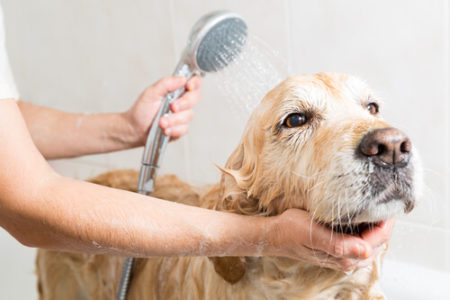 犬のシャンプー洗い流す