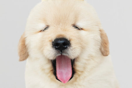 犬の口臭の原因は口の中が乾燥