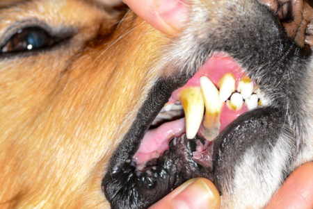 犬の口臭の原因歯垢や歯石
