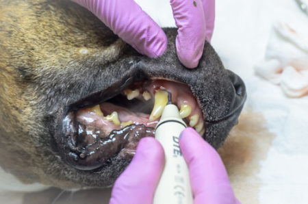犬の口臭対策動物病院で歯石除去