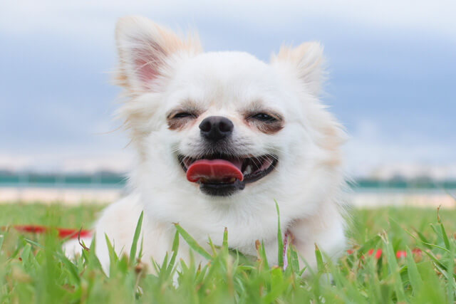 犬が笑う表情