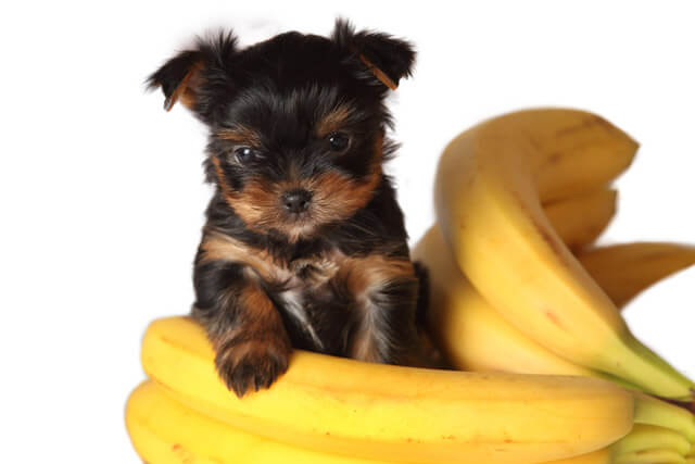 犬がバナナを食べる効果