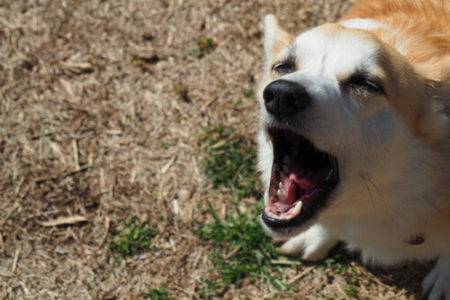 犬が吠えるしっぽを振る