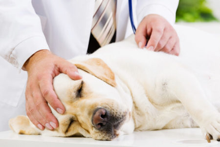犬が甲状腺機能低下症