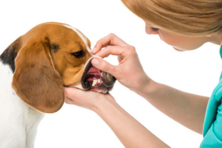 犬が甘噛みをする理由歯がかゆい